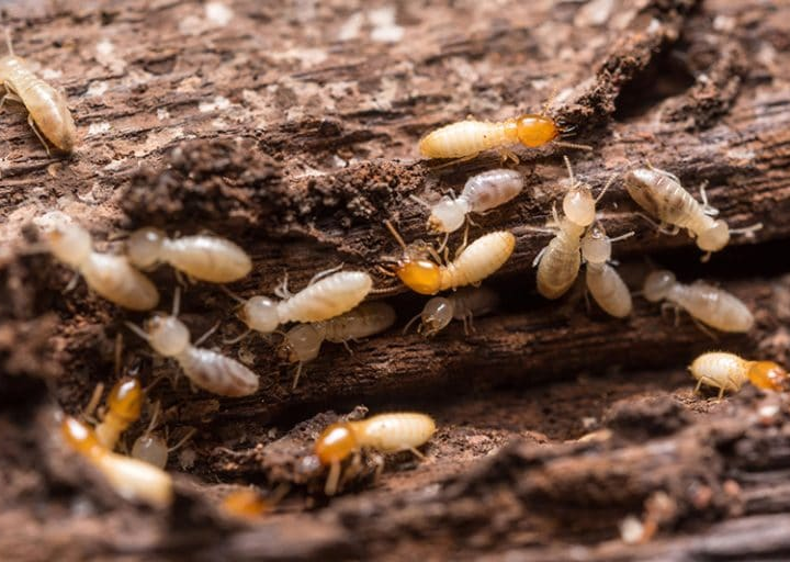 Looking for Missoula termite control? Check these FAQs!