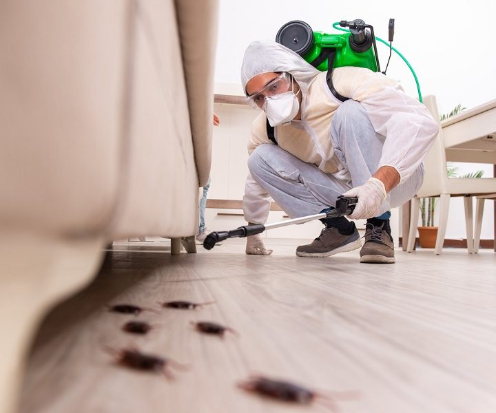 Why hire professional pest control services?